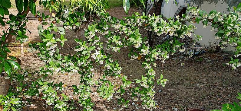 Trachelospermum jasminoides